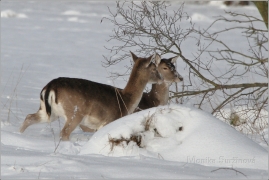<p>DANĚK SKVRNITÝ (Dama dama) Šluknovsko - Valdek /Fallow deer - Damhirsch/</p>